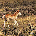 Cute Colt Wild Horse On Navajo Indian Reservation 
