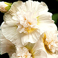 Pastel Delphinium