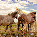 Wild Horses With White Stallion On Navajo Indian Reservation 