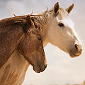 Two Wild Horses On Navajo Indian Reservation 